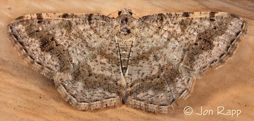 home moth missouri faintspottedangle digrammiaocellinata