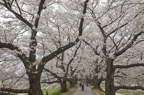 【写真】2014 桜 : 背割堤/2020-12-09/IMGP5767