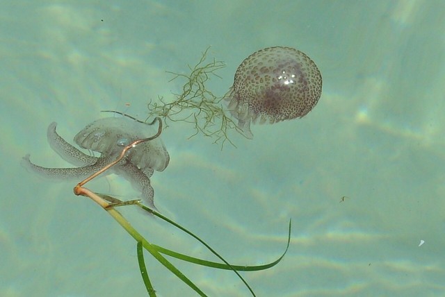 Famosas medusas que invaden la zona al completo, hay muchísimas ... en el vídeo adjunto las podréis ver nadar debajo del agua ...