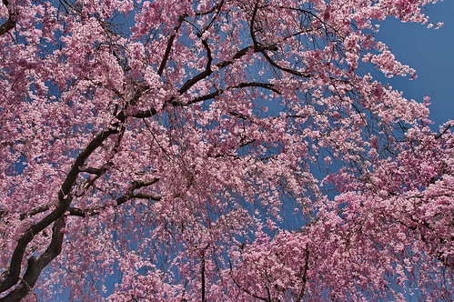 【写真】2013 桜 : 原谷苑（２）/2021-02-05/IMGP9965