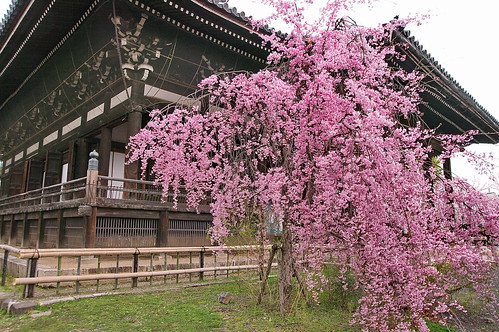 【写真】2013 桜 : 立本寺（２）/2013-04-03/IMGP9553