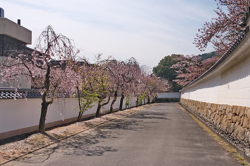 【写真】2013 桜 : 勧修寺/2021-02-03/IMGP9894