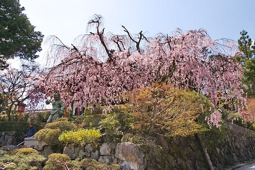 【写真】2013 桜 : 正法寺/2021-04-17/IMGP0077