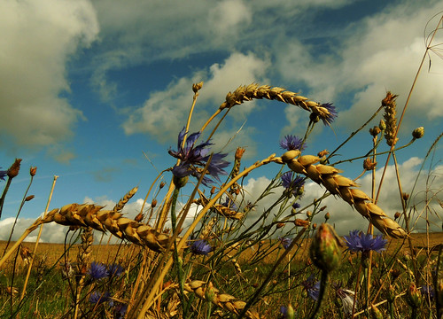 field wheat feld kornblume acker weizen sommerfeld stoppelfeld ackerpflanzen