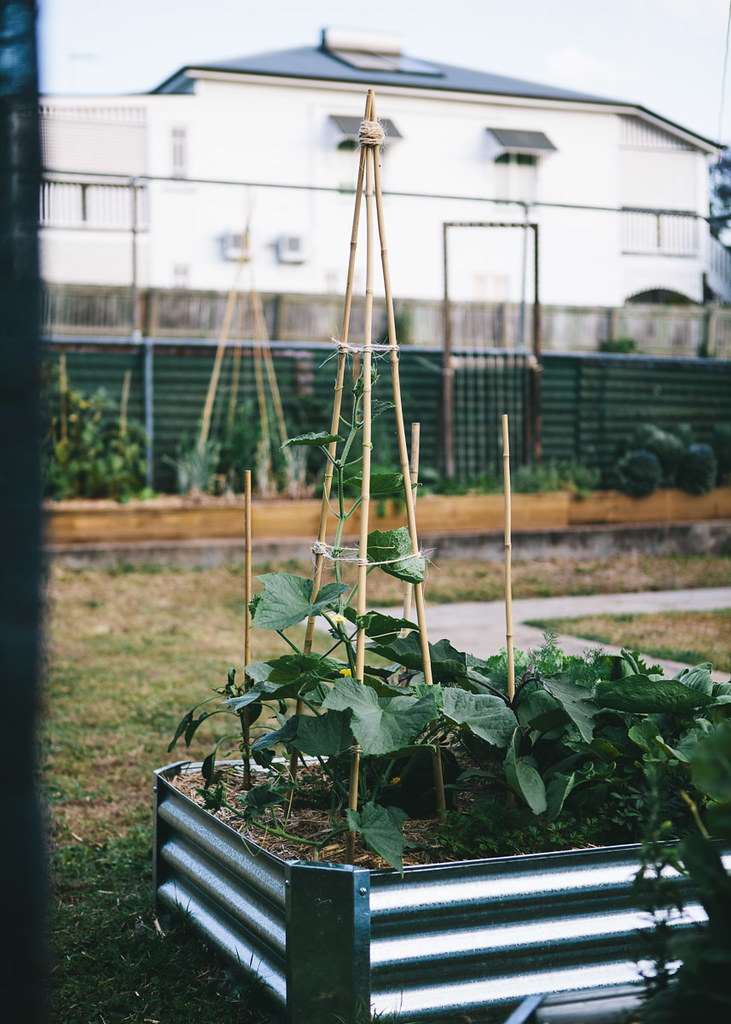 The Veggie Patch Diaries
