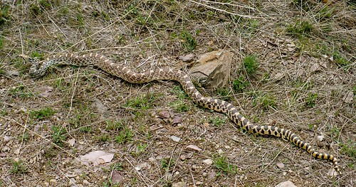 animals montana snake wildlife bullsnake