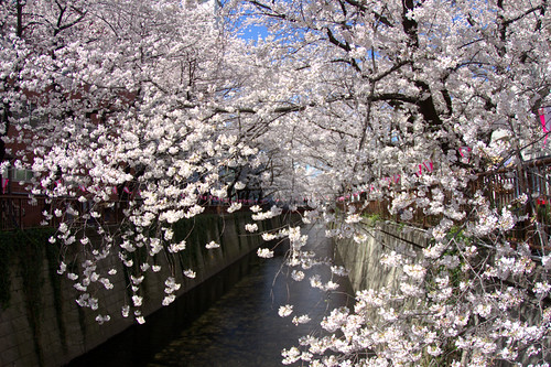 目黒川の桜