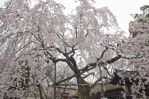 【写真】桜 : 平野神社