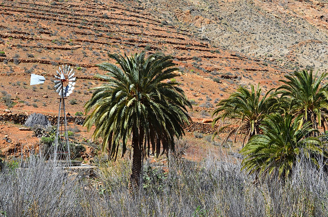 Chicago Windmill and palms, Vega de Rio Palmas, Fuerteventura