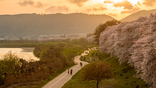 八幡市 京都府 japan kyoto 背割堤 淀川 川 river 桜 cherry 夕景 sunset