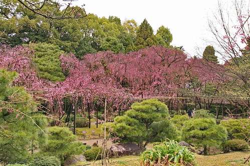 【写真】2013 桜 : 平安神宮/2019-05-16/IMGP8830