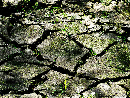 newzealand christchurch summer green grass pond mud canterbury drought nz southisland cracks dappled quarry halswell