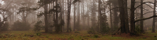 new blue trees panorama mountains rain weather fog wales forest bush south foggy australia rainy nsw bushland