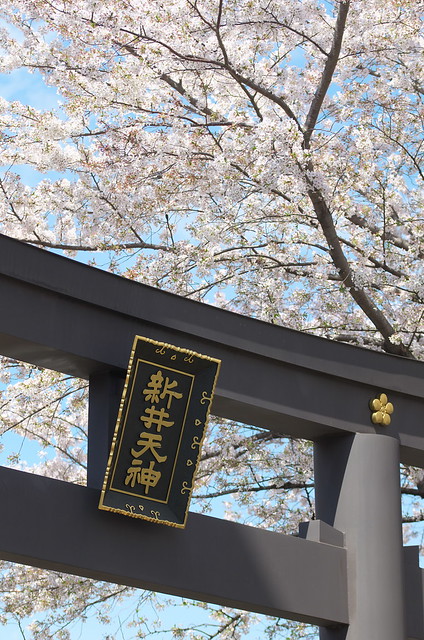東京路地裏散歩 新井薬師前の桜 2014年4月5日