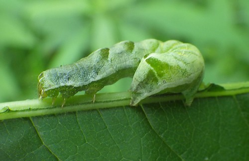 f16woo41 warriorspathstatepark bedfordcnhi bedfordcounty melanchraadjuncta hitchedarchesmoth moth lep caterpillar