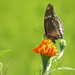 marigold_butterfly