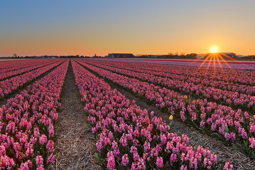 nature agriculture flowers bulbs field hyacinth sky sun sunset evening goldenhour ruleofthirds concours 7dmarkii ef1635mmf4l netherlands voorhout