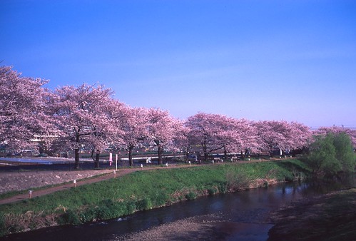 Sakura Road