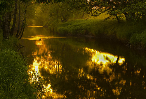 trees sunset sunlight mist water grass fog creek river flow golden duck stream sweden bushes halland mygearandme mygearandmepremium genevadsån