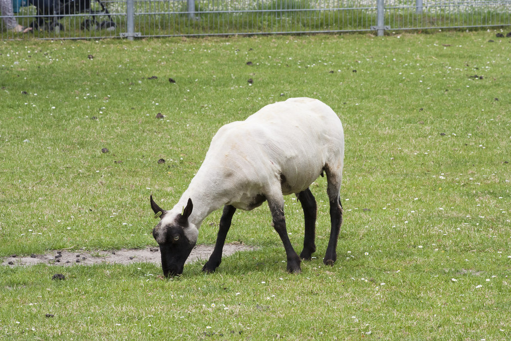 Shorn sheep (4)