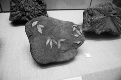 Rare Olive Tree Fossils, 60,000 BC