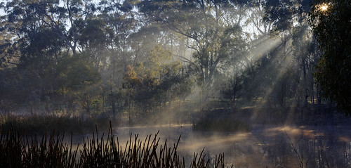 fog sunrise australia sunrays greenvale woodlandshistoricpark