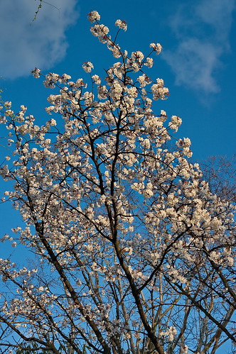 【写真】2013 桜 : 祇園白川/2021-01-19/IMGP8744