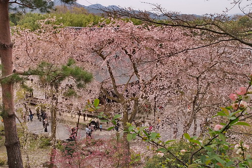 【写真】2013 桜 : 天龍寺/2020-06-17/IMGP9615