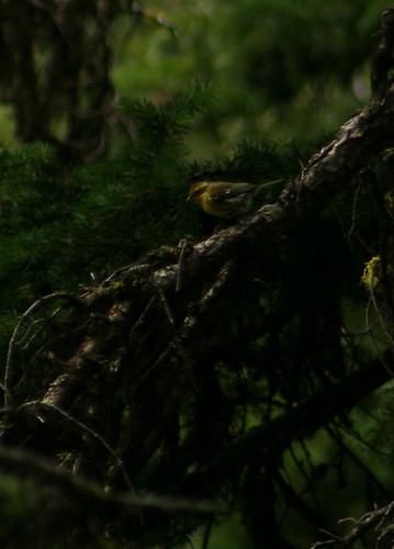 bird warbler townsendswarbler