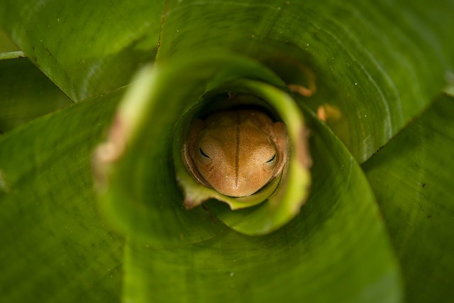 Little Frog by Bart Van Dorp