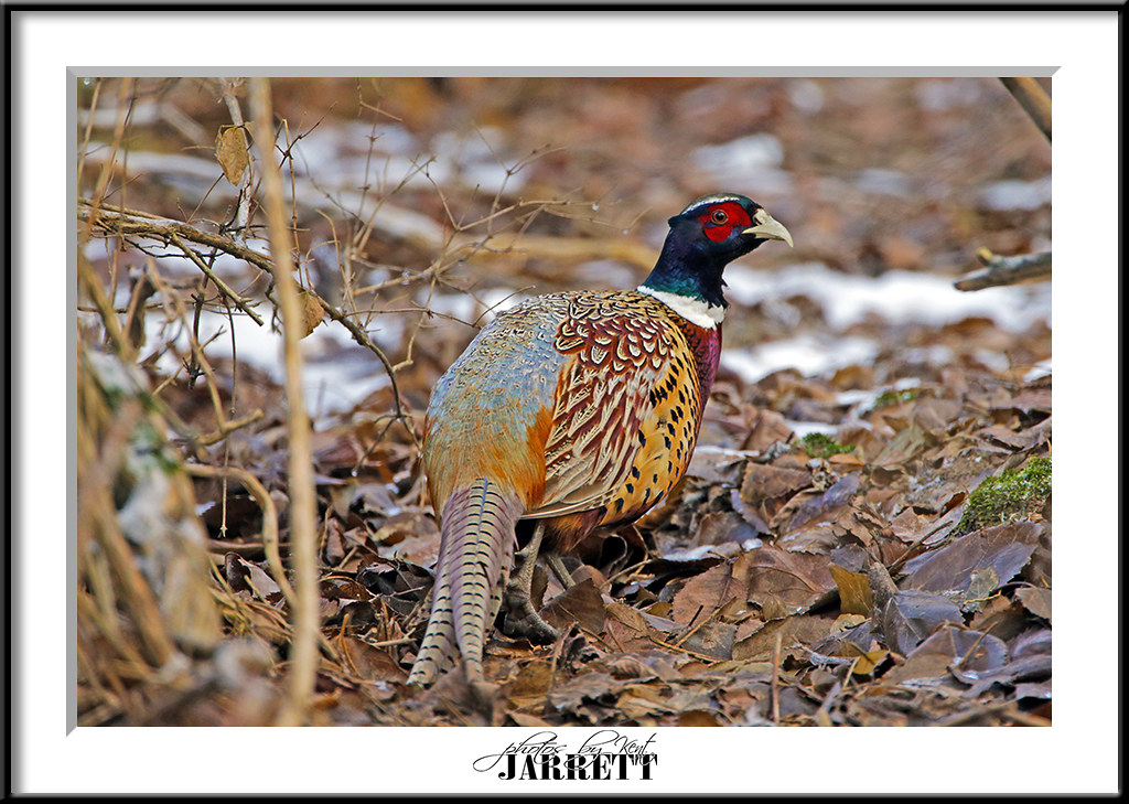Pheasant Under Glass (500mm that is) (3) - FM Forums