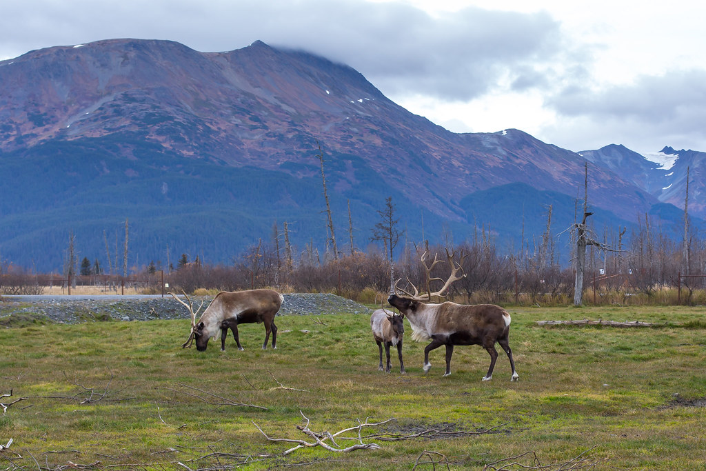 Alaska. Alaska Wildlife Conservation Center