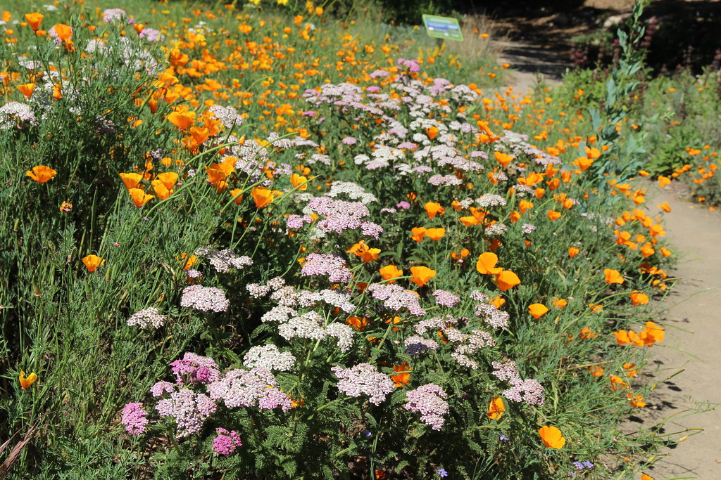 Along The Trail At The Santa Barbara Botanical Gardens 29 Flickr