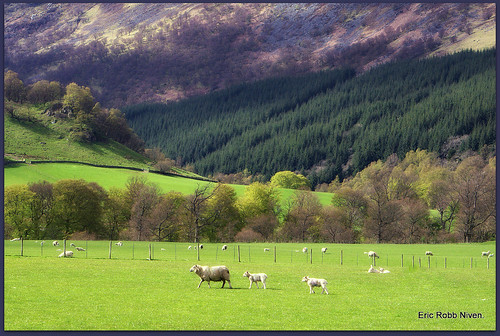 landscape cycling scotland raw sheep dundee farmland lambs pentaxkx ericrobbniven