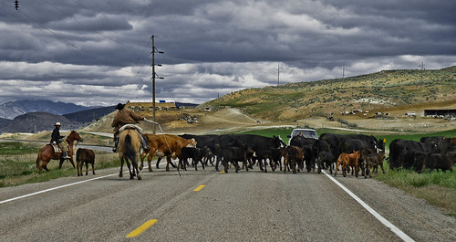 cowboys cattle roadtrip idaho cattlecrossing highway91idaho