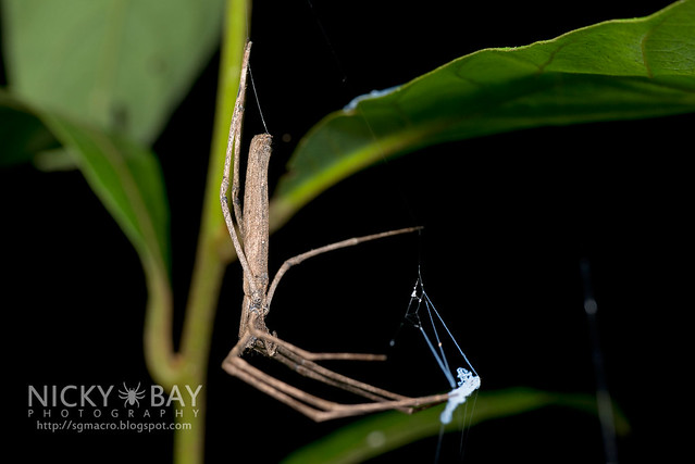 Net-Casting Spider (Deinopis sp.) - DSC_2137