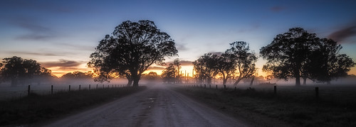 longexposure trees mist sunrise vanishingpoint nikon fences australia cropped southaustralia coonawarra gumtrees earlymorninglight colourimage leefilters 1024mm d7000 lee06gndhard