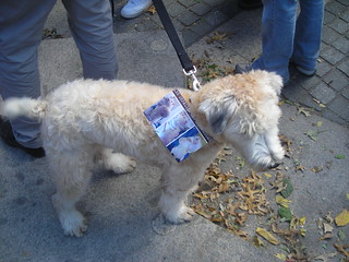 Pic of the day ~ Seralini Study Puppy ~ NYC March Against Monsanto