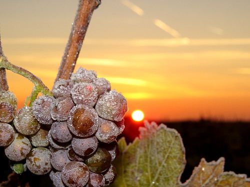sunrise dawn frost sonnenaufgang ripe trauben reif morgenrot