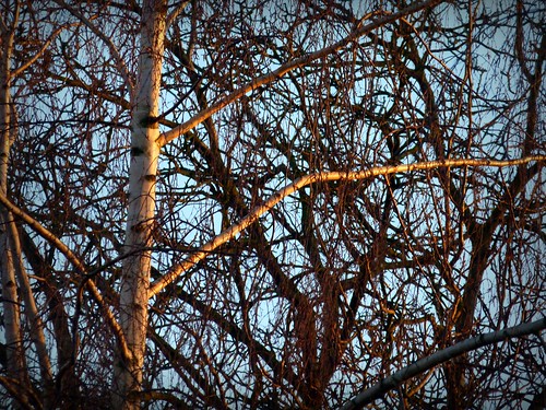 trees winter sky sun sunrise baretrees birchtrees