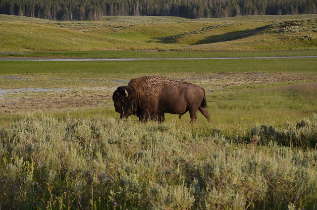 Bison, Wyoming
