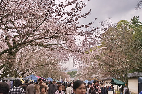 【写真】2013 桜 : 醍醐寺/2021-10-20/IMGP9068