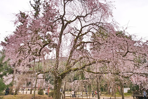 【写真】2013 桜 : 醍醐寺/2021-10-20/IMGP9070