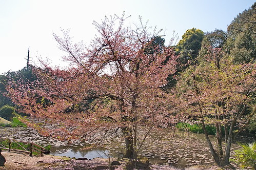 【写真】2013 桜 : 勧修寺/2021-02-03/IMGP9909