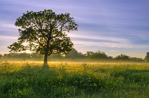 light summer mist tree landscape dawn nikon meadow warwickshire alcester d7000 jactoll
