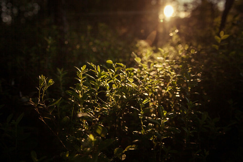 lighting light summer sunlight plant macro nature forest woods dof russia bokeh north vegetation karelia chupa россия карелия kareliya брусника foxberry чупа