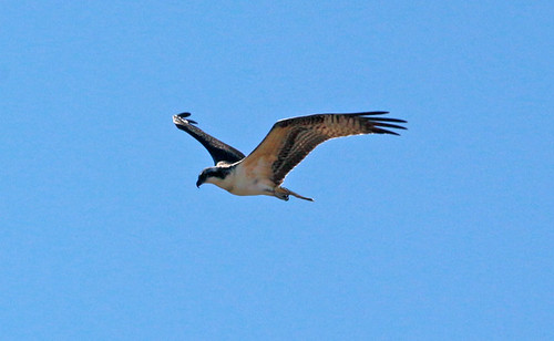 raptors osprey birdsofprey fisheagle coloradobirds