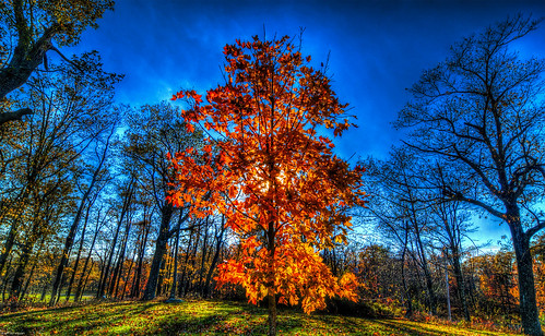 red orange tree fall leaves leaf clarity hdr topaz photomatix