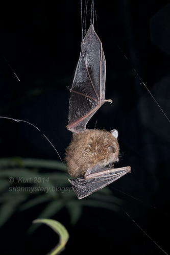 Bat in spider web IMG_6712 copy