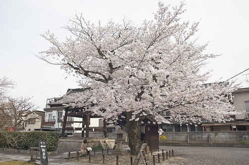 【写真】2014 桜 : 本満寺/2021-05-28/IMGP5684